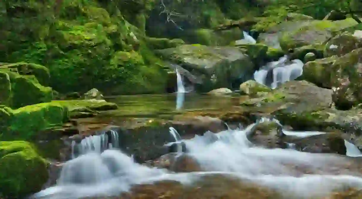 On your visit to Yakushima island, you can enjoy the Japanese art of shinrin-yoku, or forest bathing