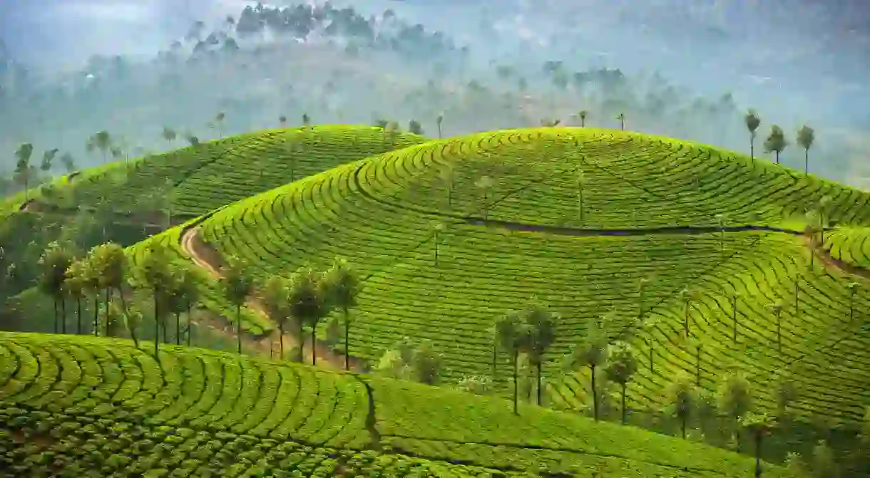 Many hotels in Munnar have scenic views of the surrounding tea plantations