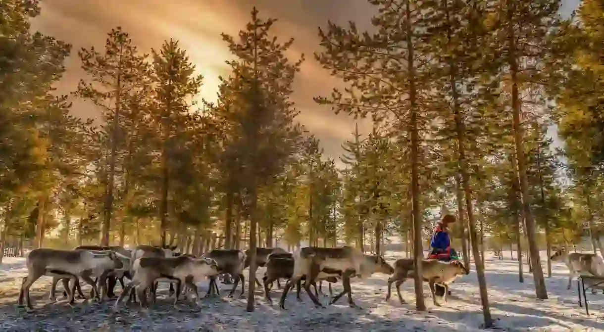 A journey into Finnish Lapland will undoubtedly mean coming into contact with the local reindeer populace