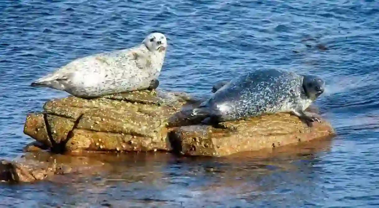 On the island of Shetland you might even catch a glimpse of seals sunbathing on rocks