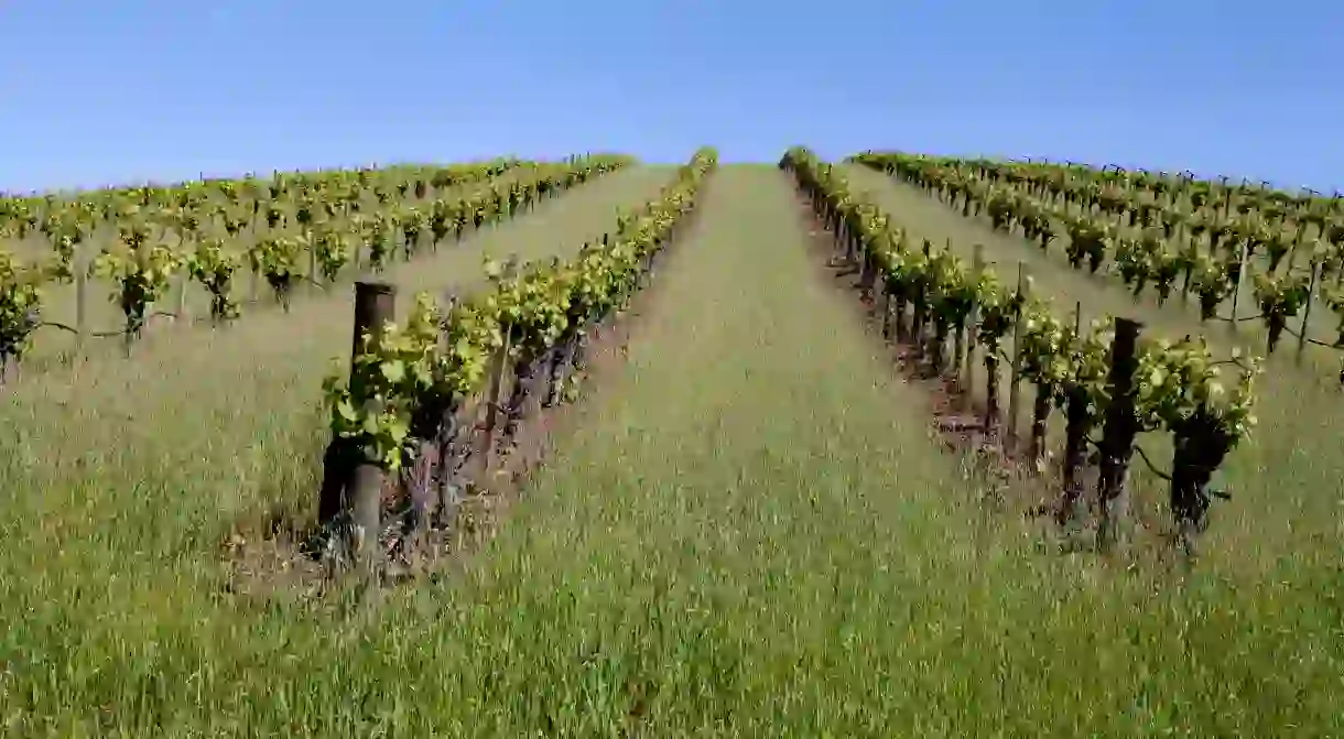 Walk alongside grapevines at Truchard Vineyard in Napa Valley