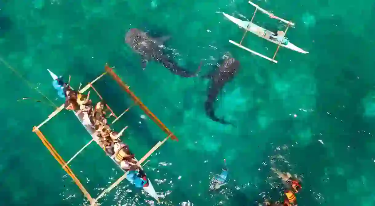 Head to Tan-awan, Oslob, for an opportunity to see whale sharks