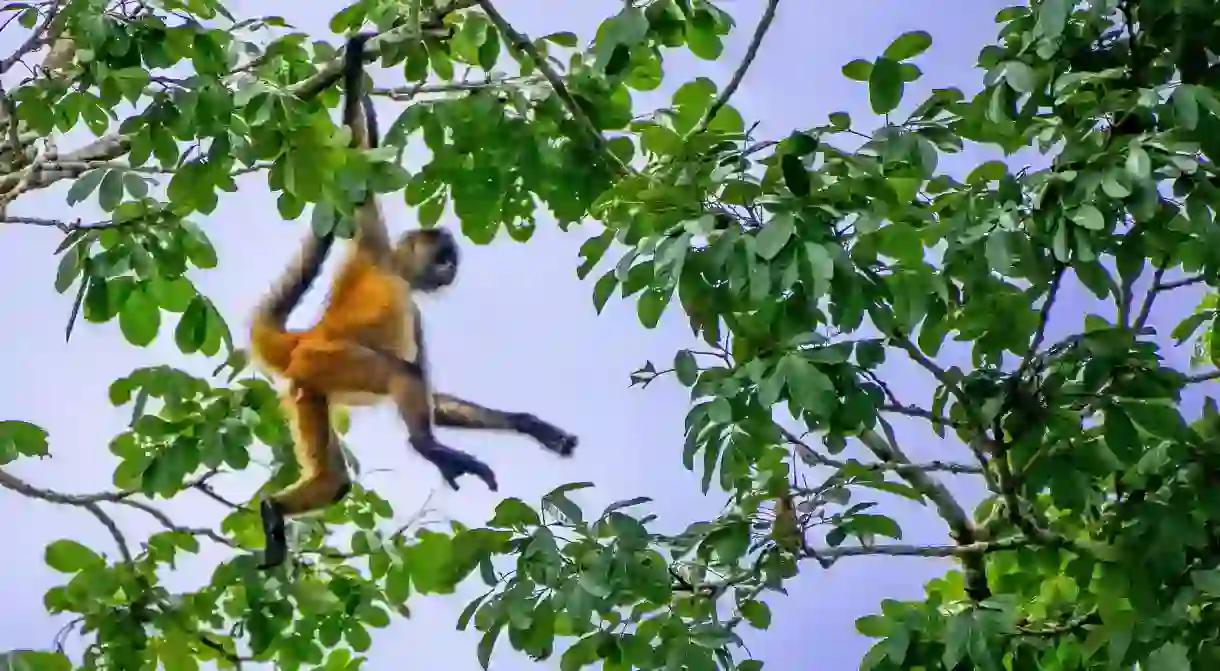 The Geoffroys spider monkey population in Costa Rican is diminishing due to deforestation