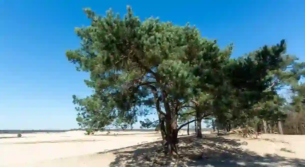 Walking trails in Dutch national park Loonse en Drunense duinen with yellow sandy dunes