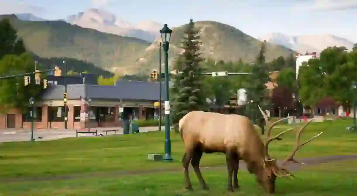 Wander in the company of elk in Estes Park, gateway to the Rocky Mountain National Park, Colorado