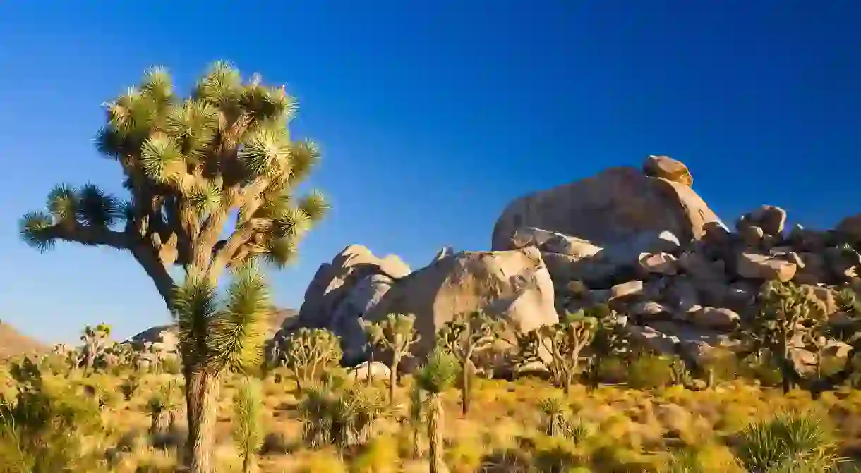 Joshua Tree National Park is named for the characteristic trees that grow there