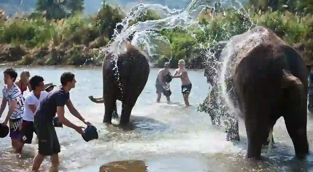 Dont miss out on washing the rescued elephants of Elephant Nature Park