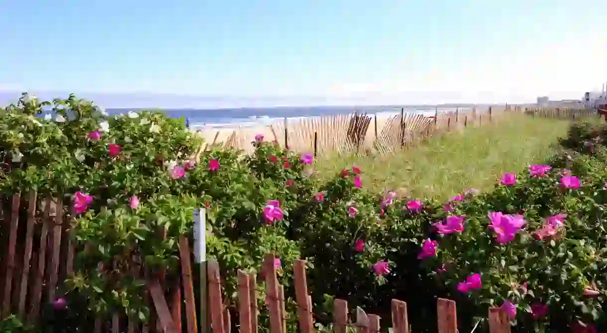 Take a stroll among the flowering beach plums at Old Orchard beach.