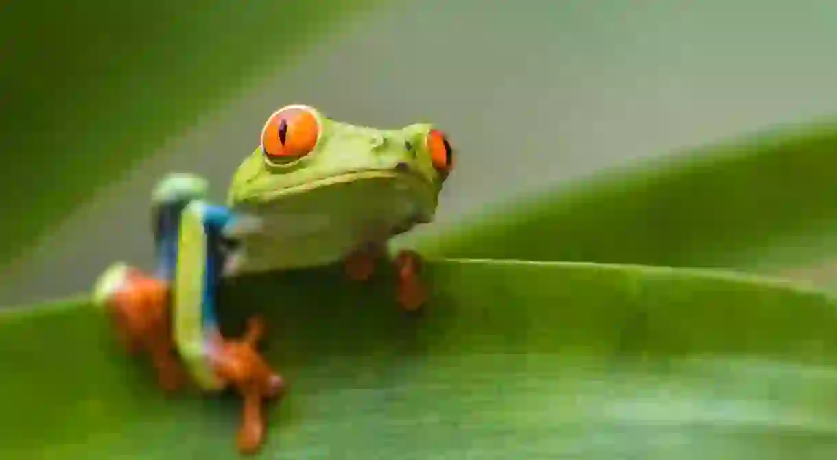 The red-eyed tree frog is just one of several amazing creatures you can see in Costa Rica