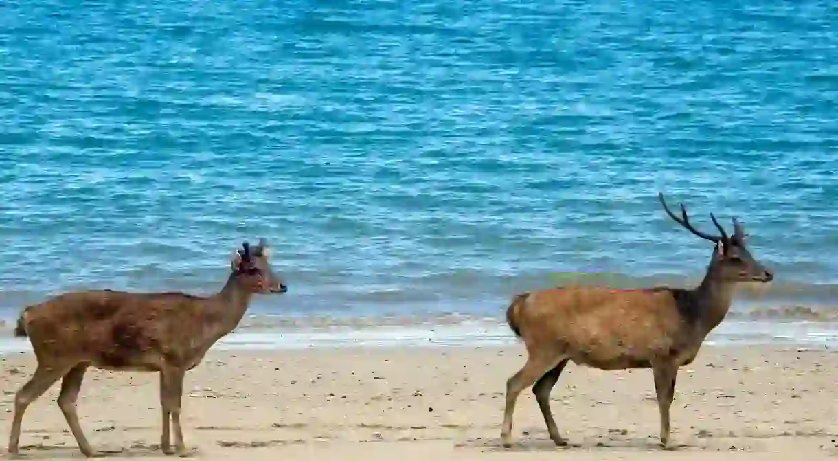 Timor rusa deer Komodo National Park Indonesia.