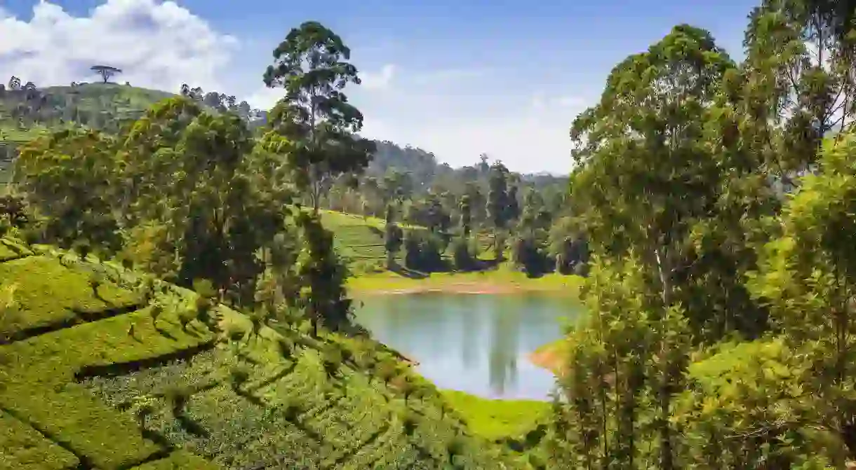 Tea plantations arent just a signature of Sri Lanka; many offer gorgeous views of vast, open greenery