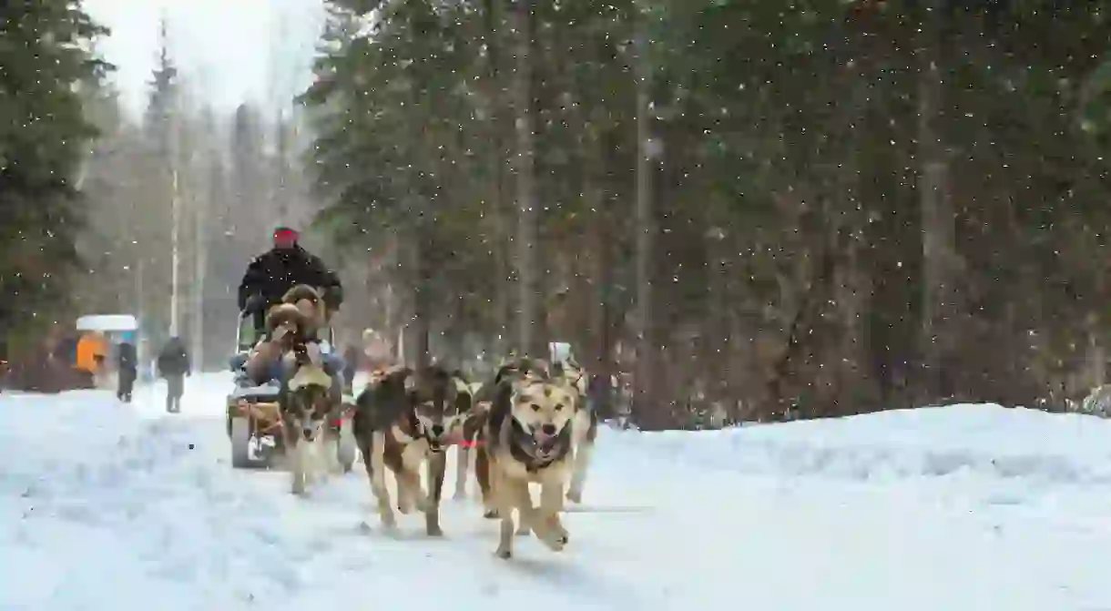 A dog-sled ride is one of the many activities on offer at Chena Hot Springs Resort in Fairbanks