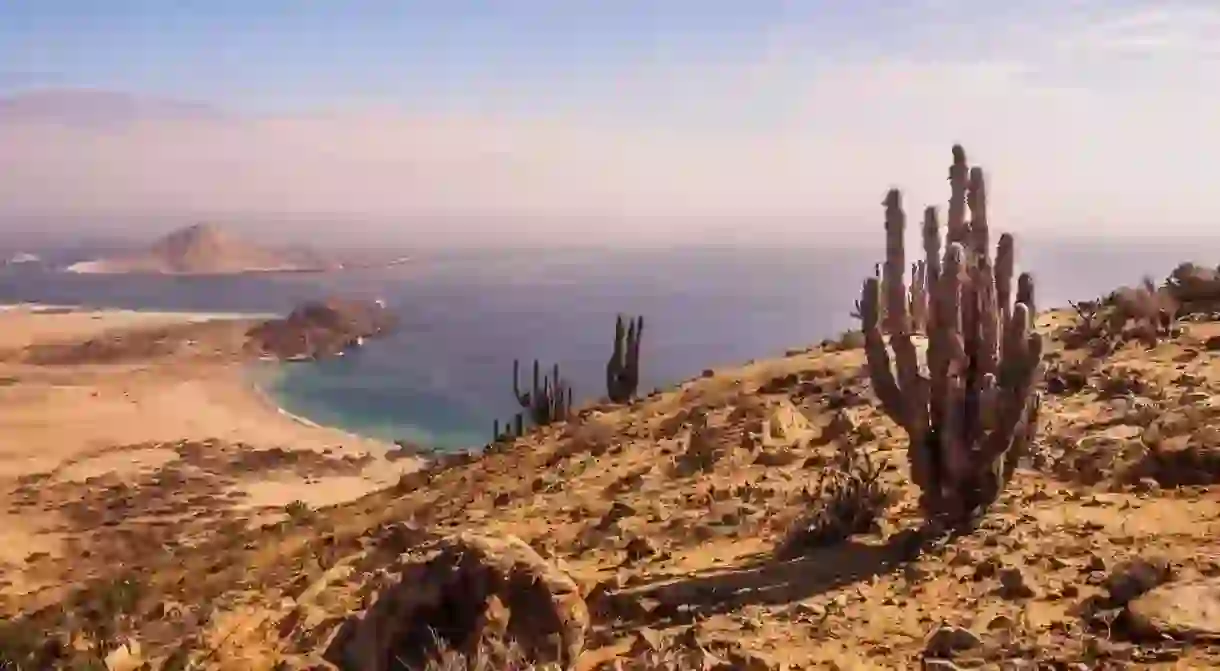 Pan de Azucar National Park sees the starkness of the Atacama desert rub up against the mighty Pacific Ocean