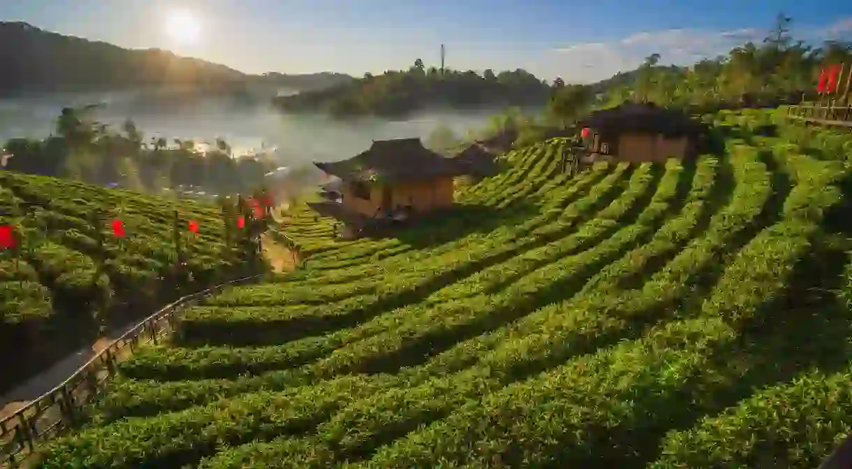 The Tea Plantation on nature the mountains in Ban Rak Thai, Mae Hong Son