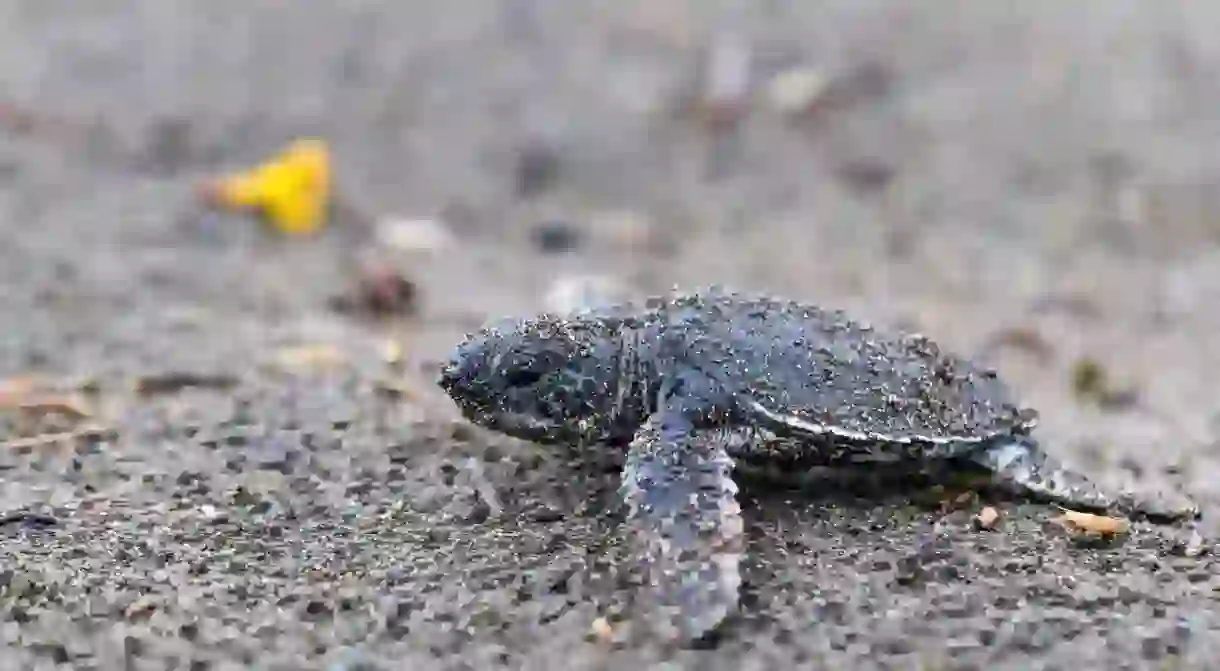 Visit Tortuguero National Park at the right time of year to see green sea turtle hatchlings