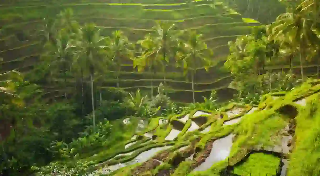 FNH4N8 Beautiful rice terraces in the moring light near Tegallalang village, Ubud, Bali, Indonesia.