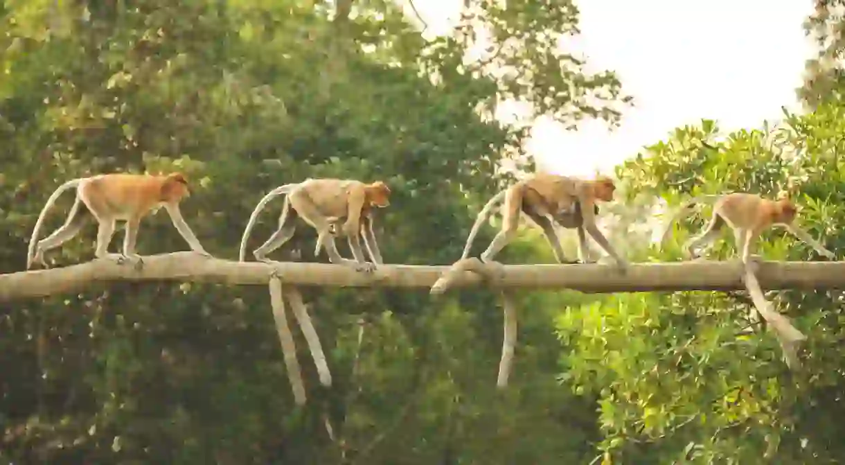 The Labuk Bay monkey sanctuary in Borneo