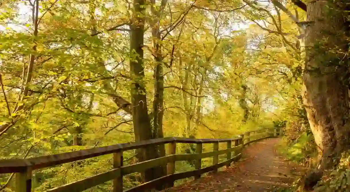 The leafy canopy of exotic trees in Jesmond Dene woods in Newcastle provides the ideal setting for a head-clearing Autumnal stroll