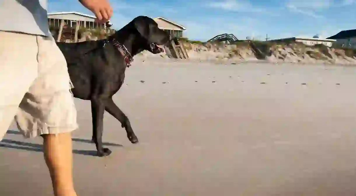 Both you and your four-legged friend can enjoy the beaches in the Outer Banks