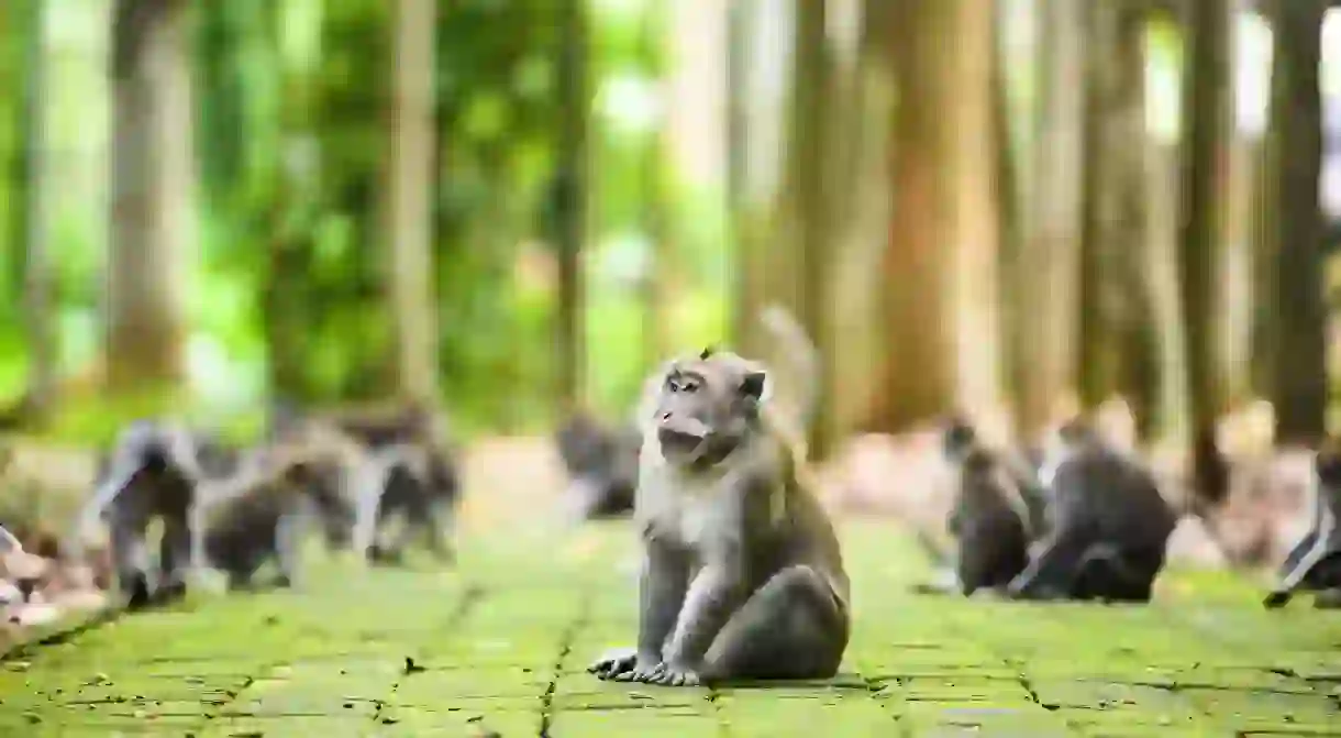 Come face to face with a long-tailed macaque on your journey inside the Ubud Monkey Forest