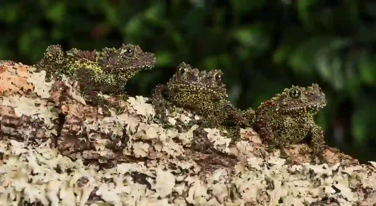 If youre lucky, youll spot a mossy frog during your stay in Vietnam