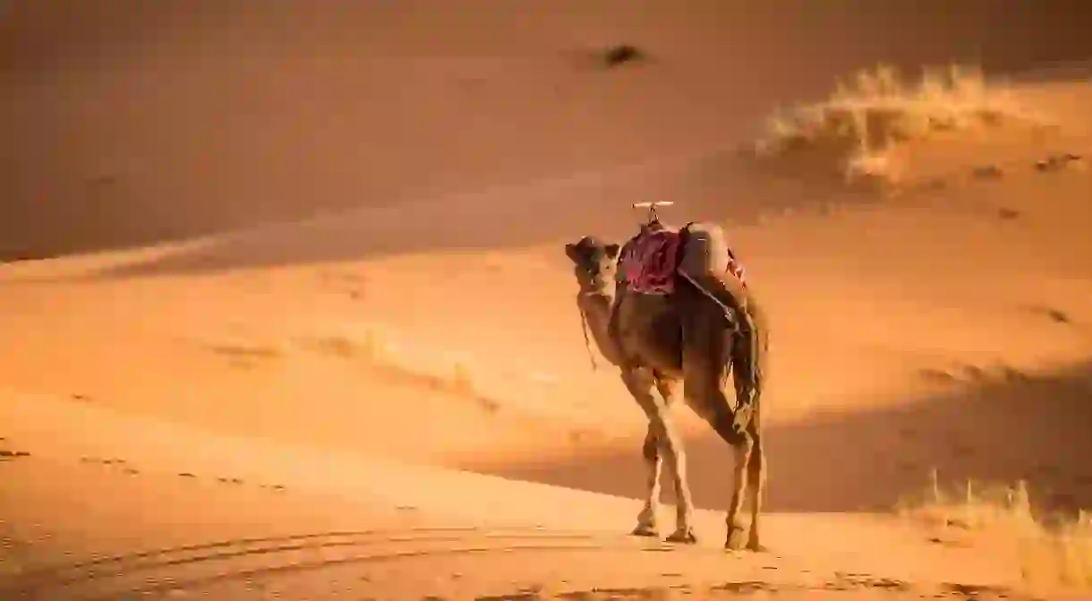 Go camel trekking through Jordans desert of Wadi Rum and watch the sunset on yet another wonderful day in sandy paradise