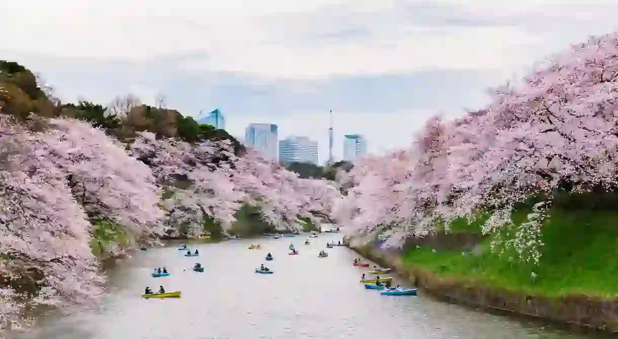 Sakura trees line the moats of Chidorigafuchi, attracting visitors throughout the year