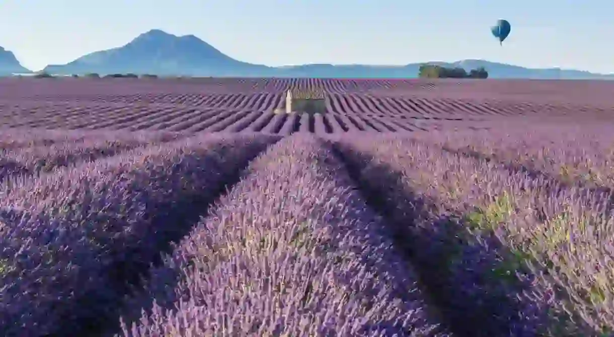 Provences lavender fields are some of the most beautiful in the world