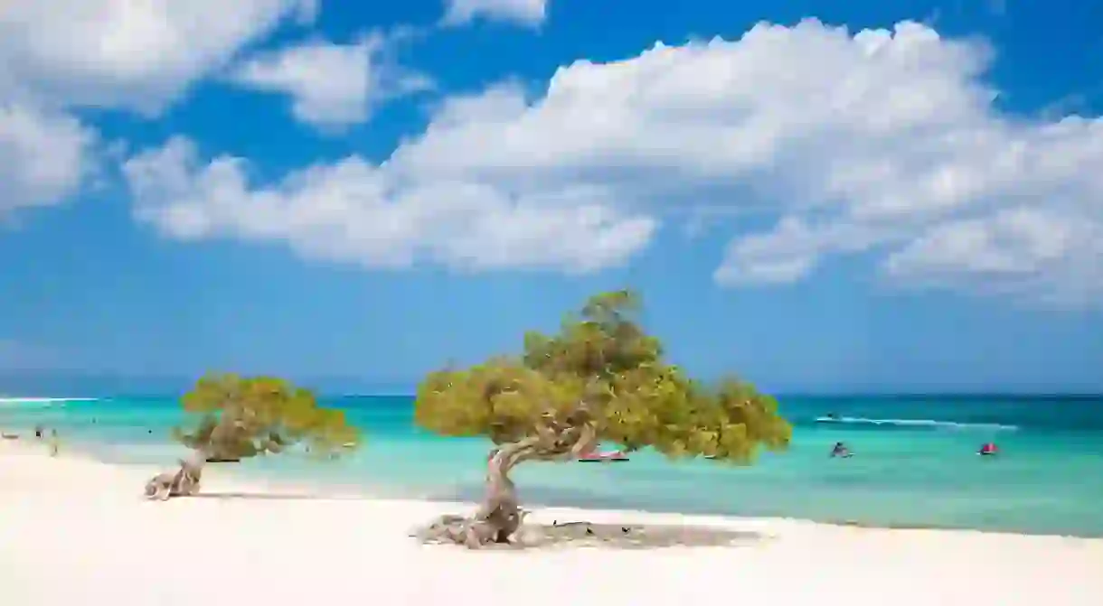 Divi Divi Trees are found across Aruba and remain a symbol of the island