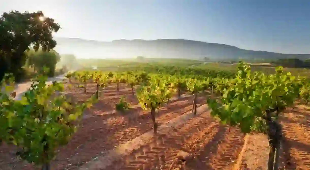 The vineyards near the town of Azeitao are often shrouded in mist of an early morning