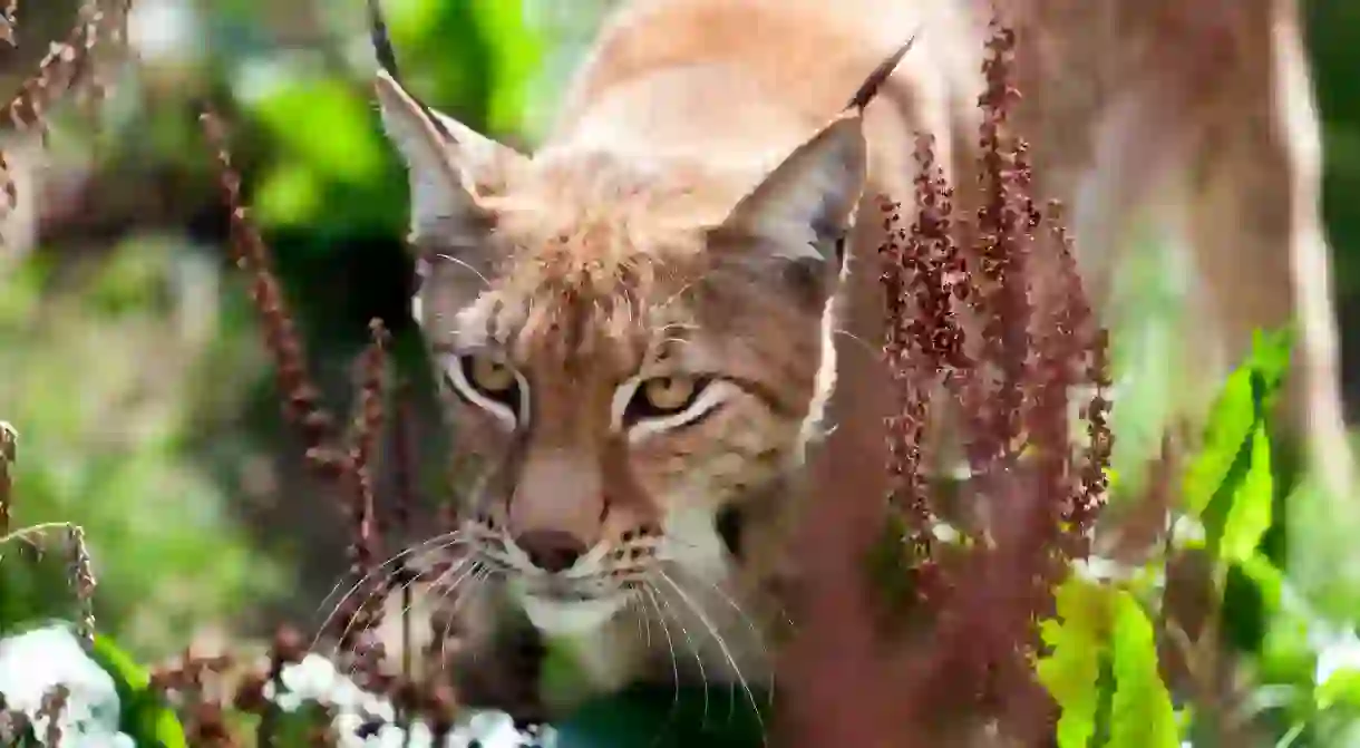 The Eurasian Lynx is among the star attractions at Wingham Wildlife Park