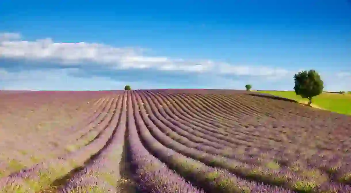 Provence is known worldwide for its lavender-covered fields