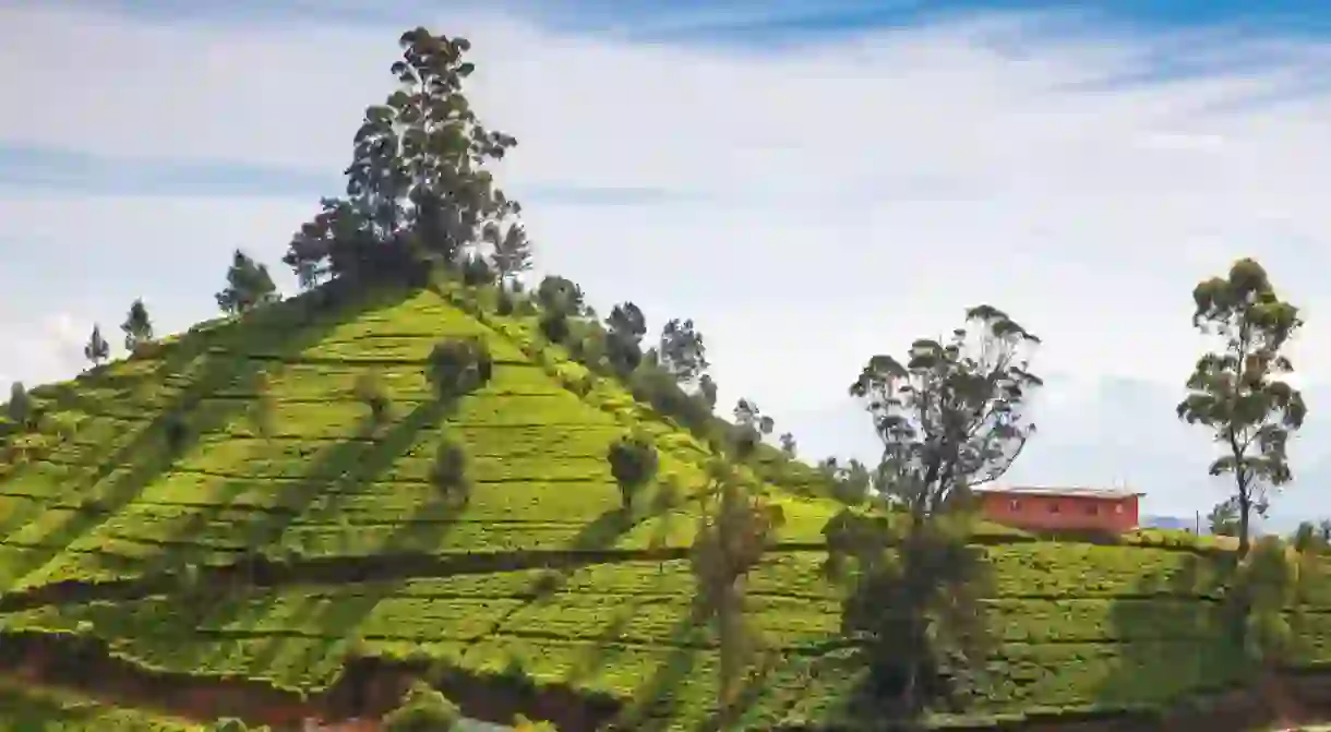 Sri Lanka, Nuwara Eliya, Sri Lanka, Nuwara Eliya, Tea estate