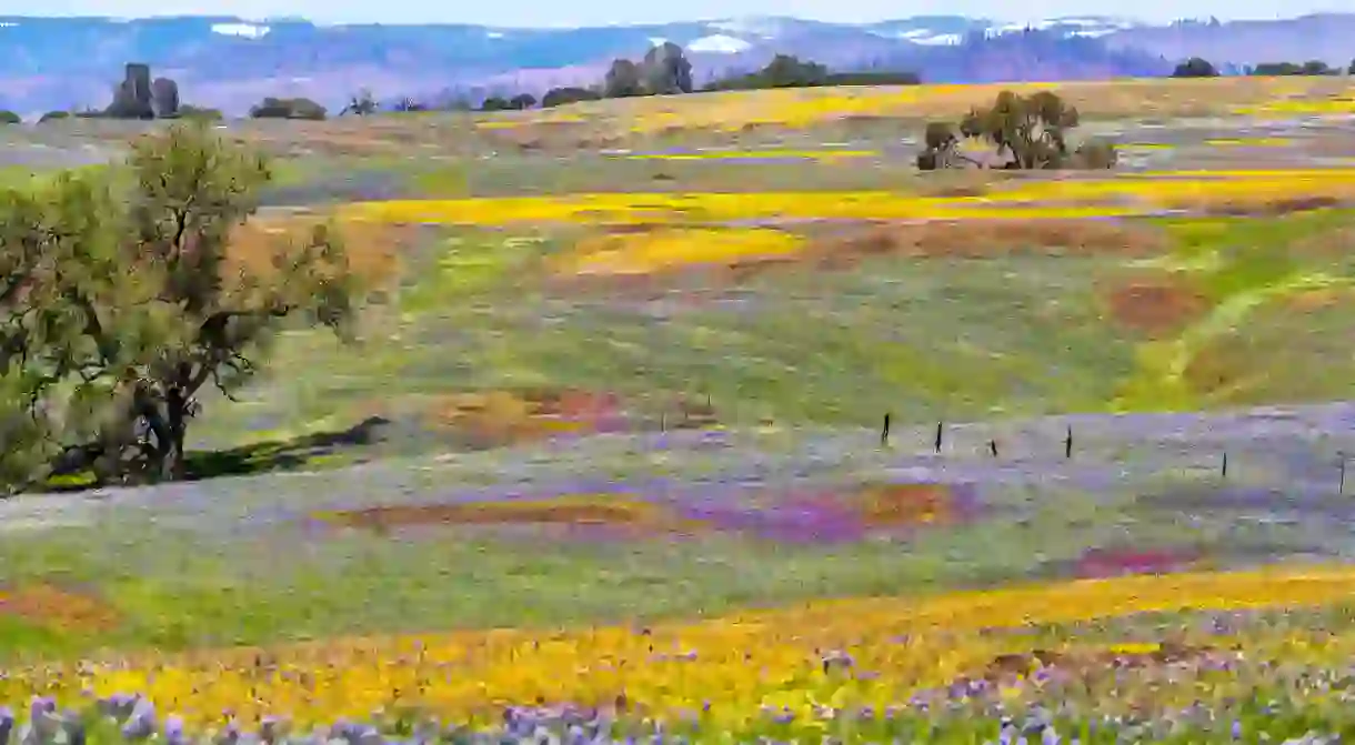 Wildflowers bloom on the rocky soil of North Table Mountain Ecological Reserve