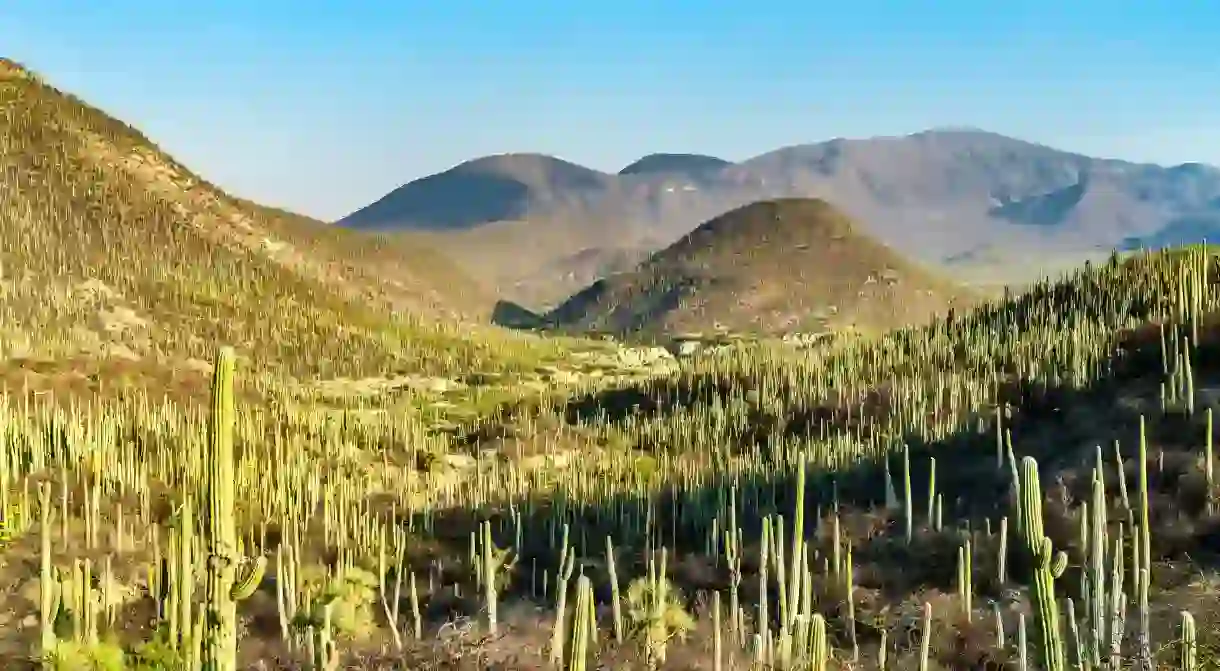 A visit to the Tehuacán-Cuicatlán Biosphere Reserve in Mexico is a must for nature lovers