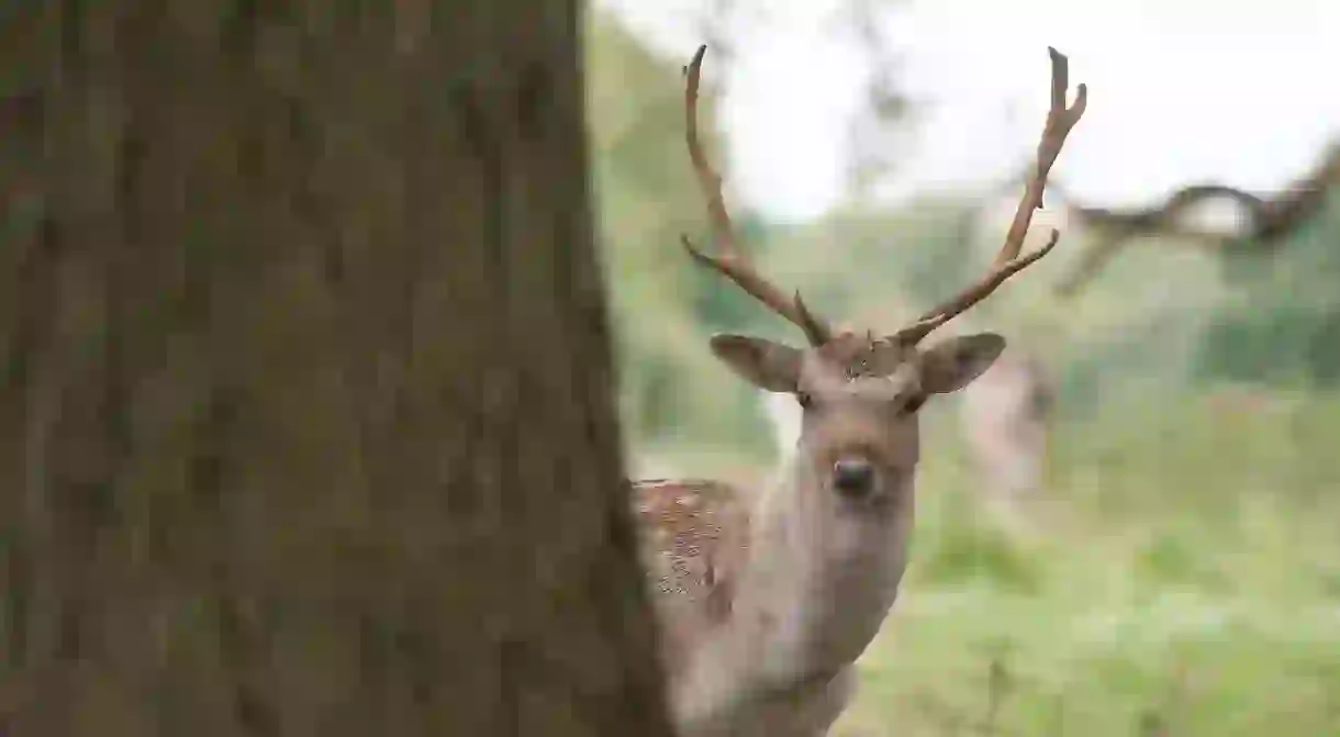 The sprawling Attingham Park estate is home to a deer park