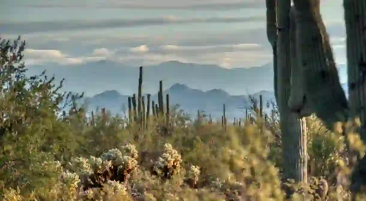 Take a trip to Phoenix, Arizona, and immerse yourself in the desert landscapes of White Tank Mountain Regional Park