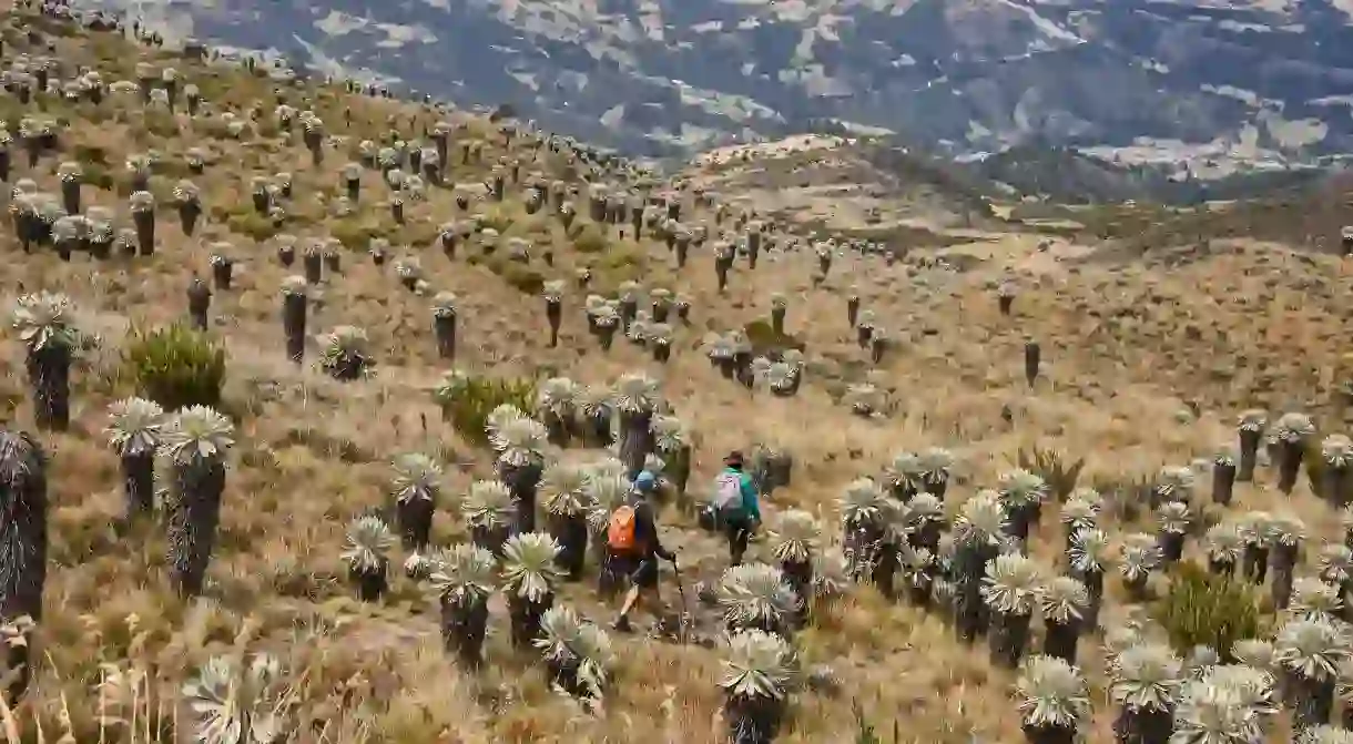 These Páramo de Ocetá trekkers have clearly come to Colombia at the right time