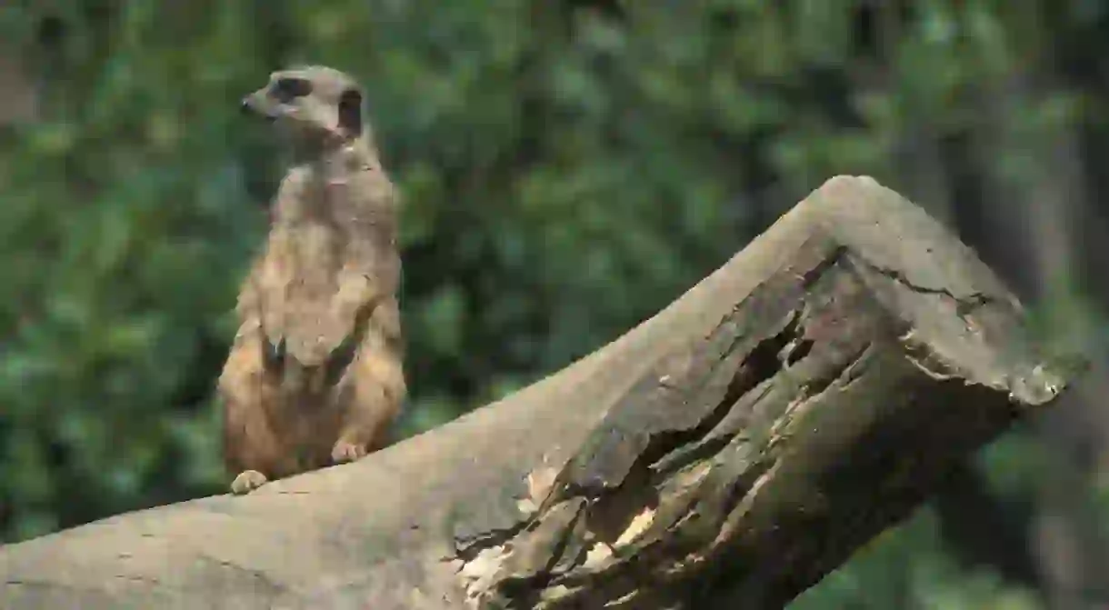 See wildlife like meerkats up close and personal by staying near Knowsley Safari Park