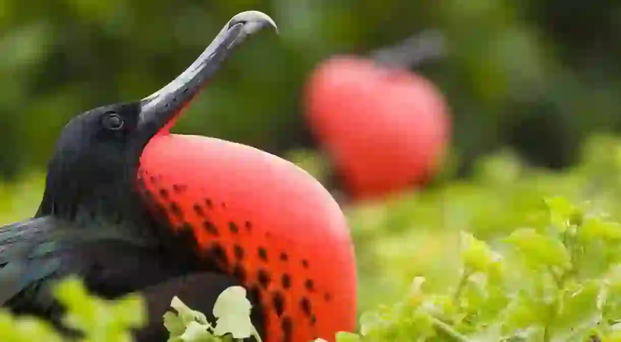 The Galapagos-dwelling magnificent frigatebird has its name for a reason