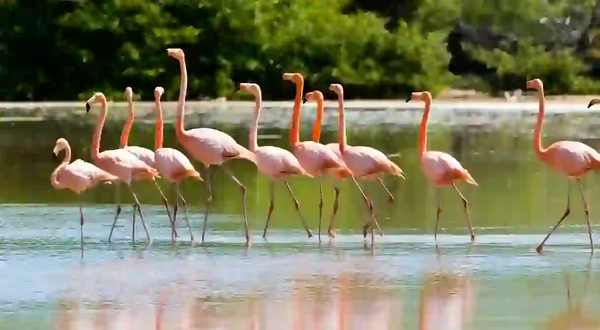 Known for an abundance of unique wildlife, including greater flamingos, the Galapagos Islands are an incredible part of the world to visit