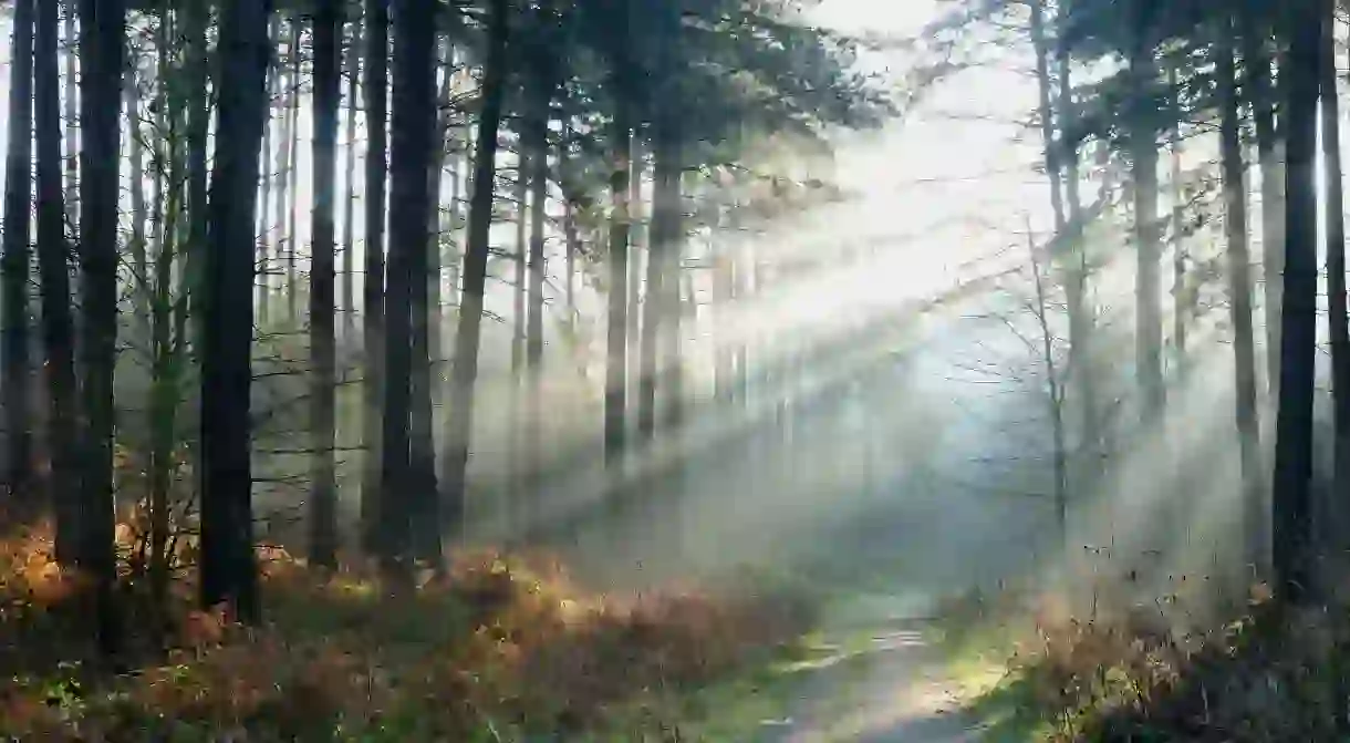 The beautiful Sherwood Forest is the stuff of legend