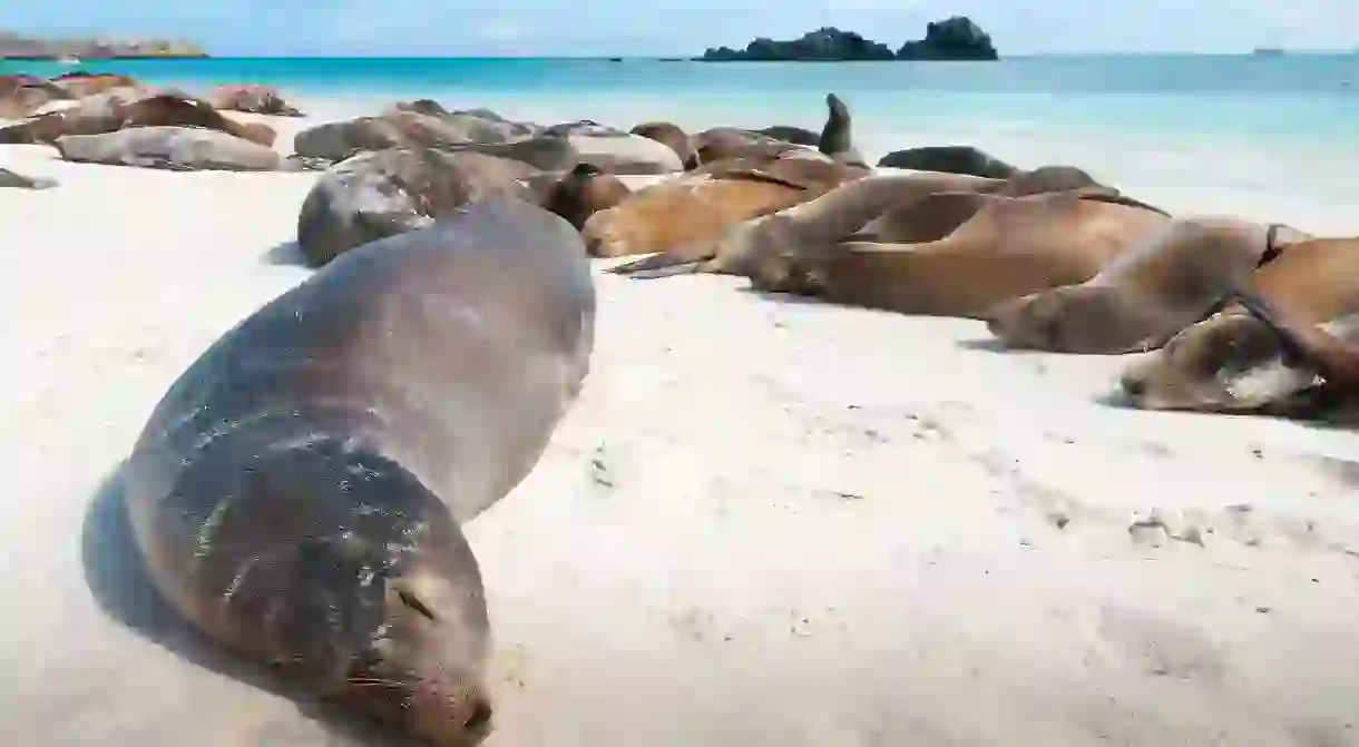 Sea lions are just one of the many fascinating species you can encounter in the Galápagos Islands