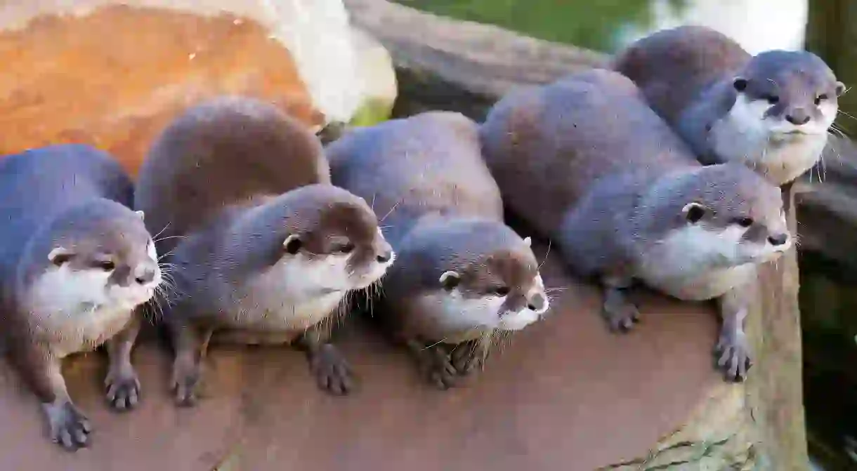 Check out these adorable otters at Paradise Wildlife Park in Broxbourne, Hertfordshire, UK