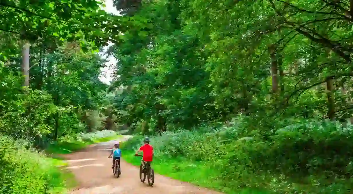 Enjoy the many hiking and biking trails of Thetford Forest