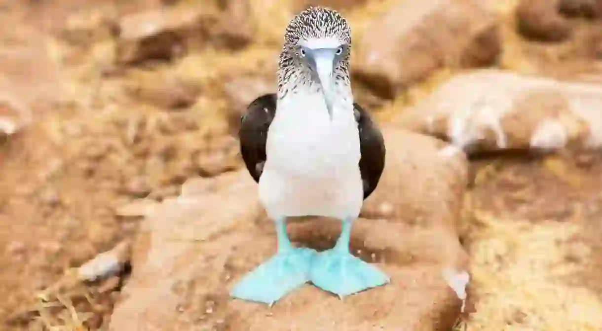 Ecuador offers some of the best birdwatching opportunities in the world, including the opportunity to see the Blue-Footed Booby