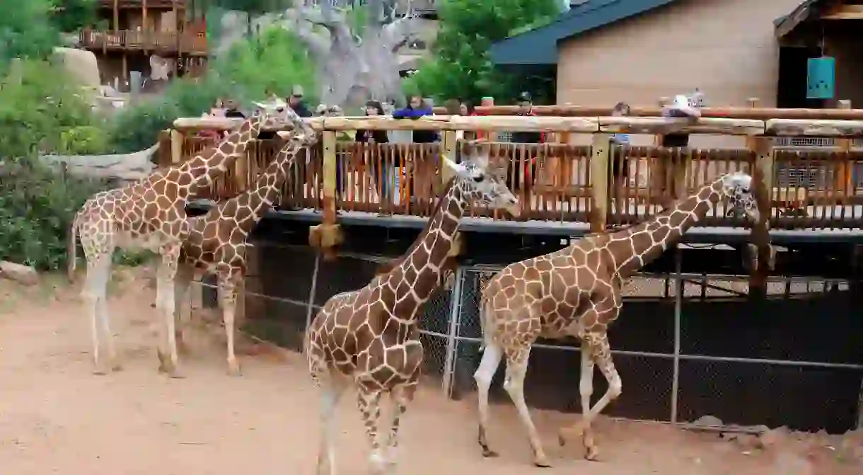 Cheyenne Mountain Zoo, Colorado, is known for its large giraffe herd