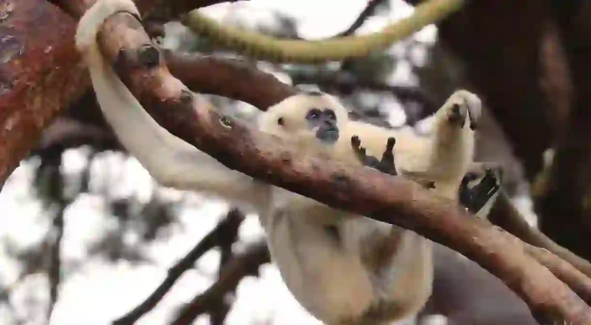 This female golden-cheeked gibbon is just one of the rescued primates at Monkey World