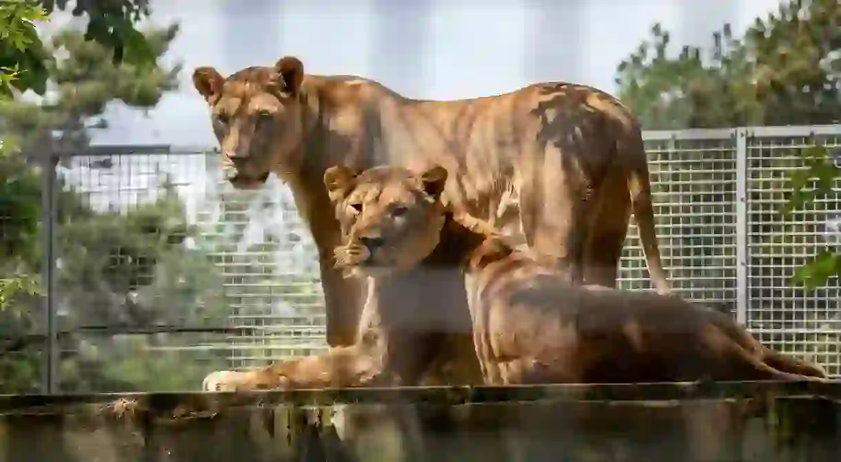 The African lions are just one of many animals that draw visitors to Newquay Zoo