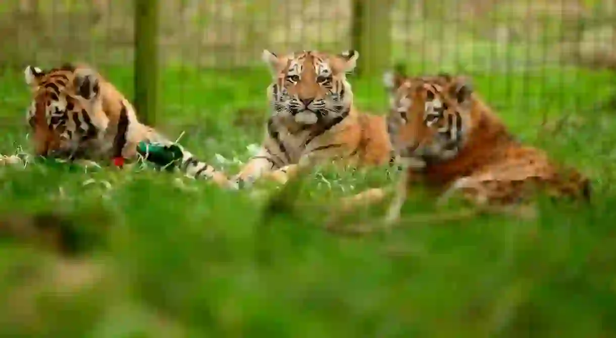 See majestic tigers at Whipsnade Zoo